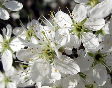 volle Schlehenblüte