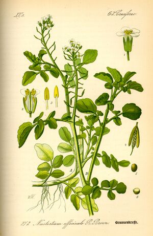 Brunnenkresse (Nasturtium officinale)