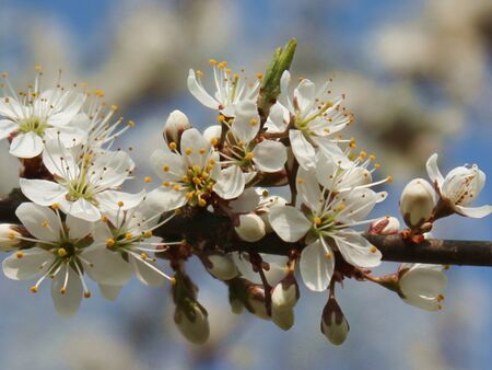 Frühjahr: Schlehenblüte