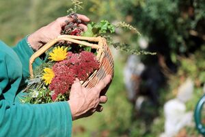 die Blumenernte für die Deko