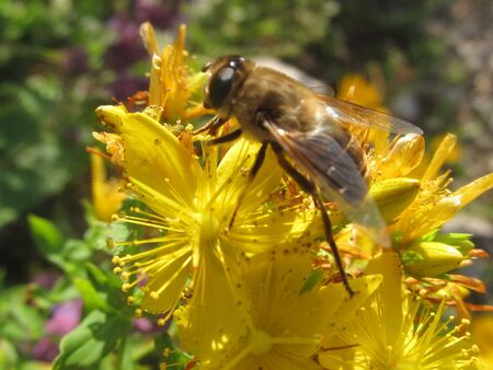 Wildbiene oder Fliege - auf Johanniskrautblüte