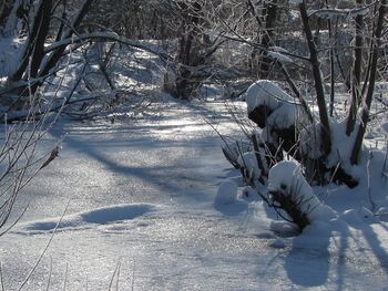 Teiche im Produktionsgarten - Winter