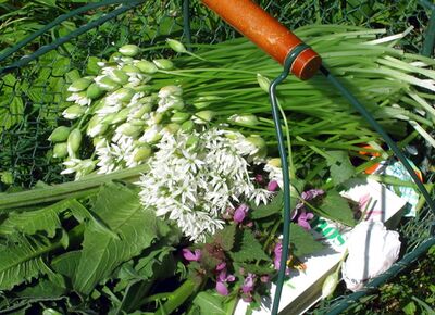Wildkräuterkörberl im Frühjahr