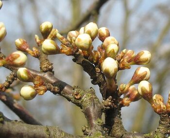 Birnenblüten und Knospen