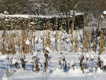 Naturgarten im Winter