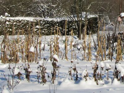 Naturgärten im Winter