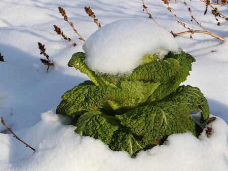 Kulinarischer Winter: Kelchkopf im Schnee