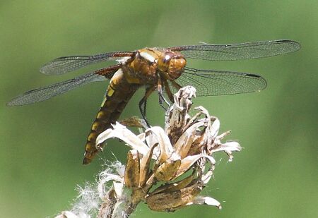 Libelle am Steinschaler Teich