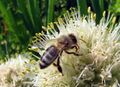 SG Biene-Alliumblüte.jpg