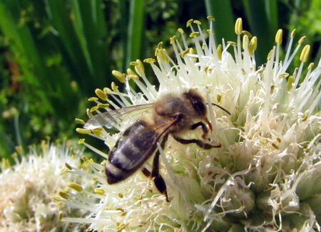 Biene bei Bestäubung