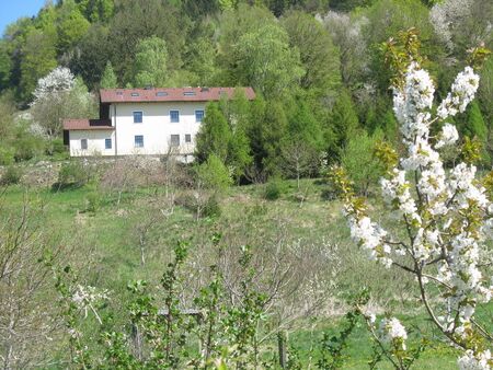 Königswiese im Frühling