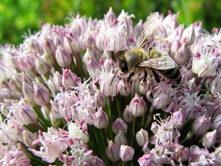 Alliumblüte mit Biene
