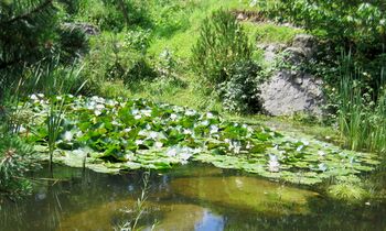 Seerosen im Südgartenbiotop