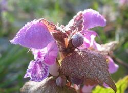 Taubnesselblüte