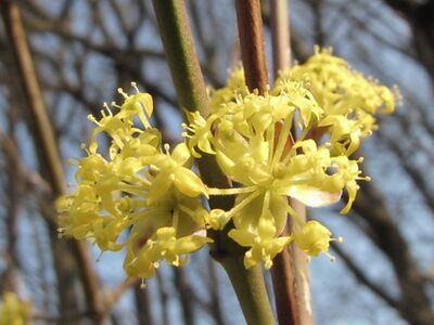 Frühjahrspracht im März: Dirndlblüte