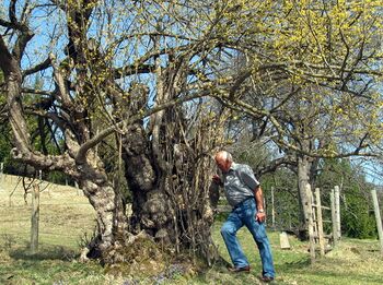 800 Jahre alte Dirndl im Sulzbachtal