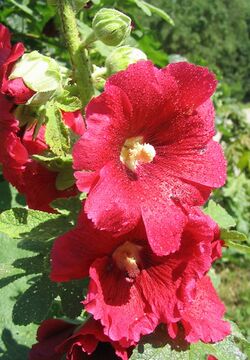 Bild:Stockrose (Alcea rosea)