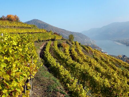 Blick in die Wachauer Weingärten - unnweit der Schallaburg