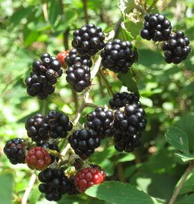 Brombeeren