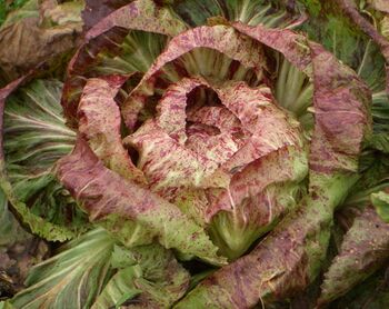 Forellenschluß-Salat im Herbst