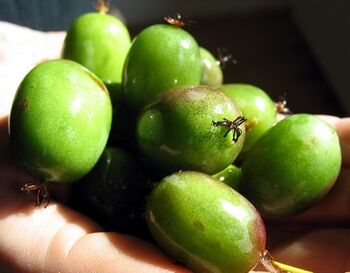 Kiwis auf Hand