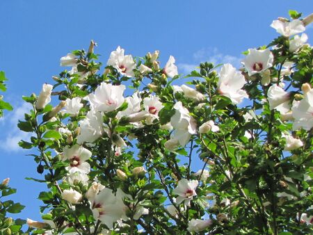 Malvenblüte weiß - Produktionsgarten