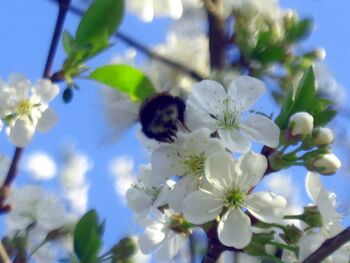 Schlehenblüte mit Hummel