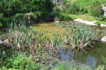 Biotop im Südgarten