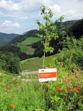 Nachhaltigkeits-Dirndl- Terrasse