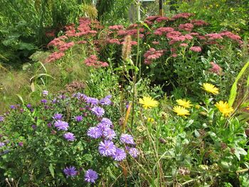 Blütenvielfalt im herbstlichen Naturgarten