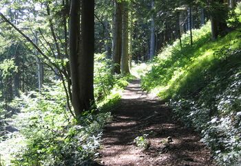 Waldweg beim Leputsch Marterl - Aufstieg vom Loicheck