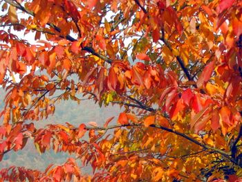Farbenpracht im Herbst