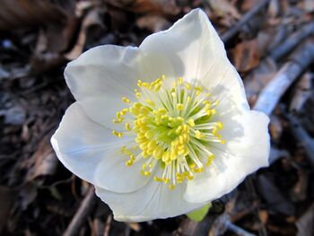 Schneerosen-Blüte auf diesen Weg 17.3. 2012