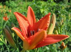 Taglilien (Hemerocallis)
