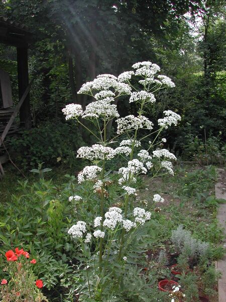 Baldrianblüten