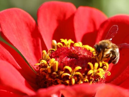 Biene auf Herbst-Blüte - eine Augenweide