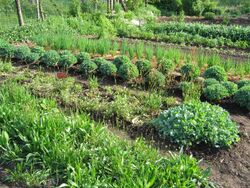 Steinschaler Gemüsegarten