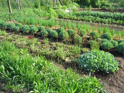 Steinschaler Gemüsegarten