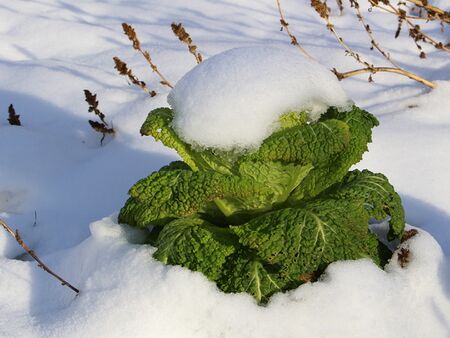 Kelch (Grünkohl) im Schnee
