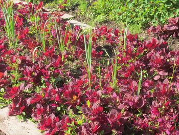rote Melde und Knoblauch