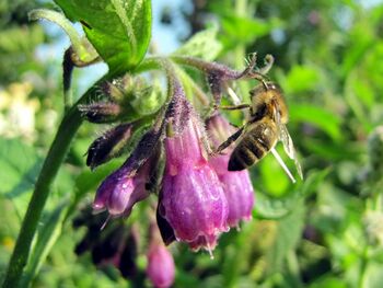 Biene auf Beinwellblüte