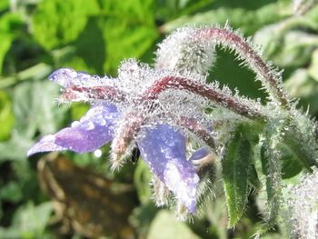 Borretschblüte mit Tau