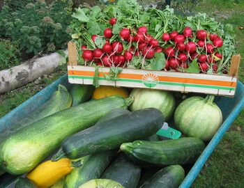 Ernte Zucchini, Radieschen ...