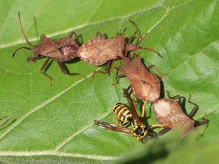 Wanzenparade - Nützlinge im Garten