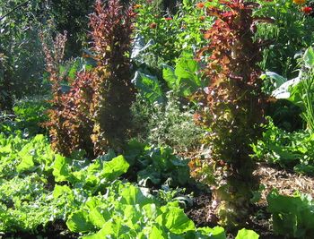 Salat: Samenstauden