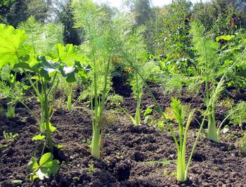 junger Fenchel