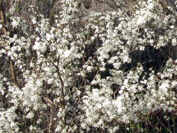 Schlehenblüte beim Steinschaler Teich