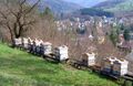 Bienen über Kirchberg.jpg