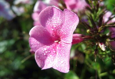 Blüte im Morgentau
