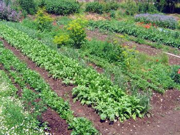 Produktionsgarten - Beete